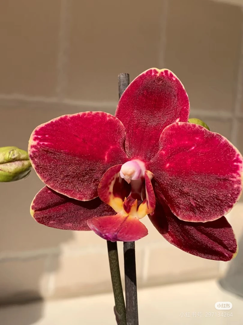 安祖突尼斯【3.5寸出花剑】蝴蝶兰大苗