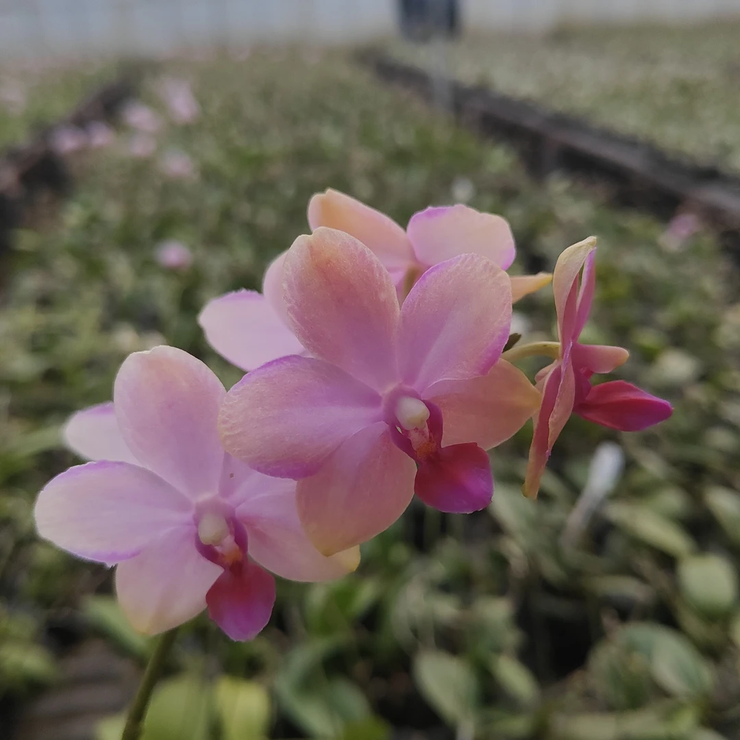 韩国水晶蝴蝶兰多剑花苞株