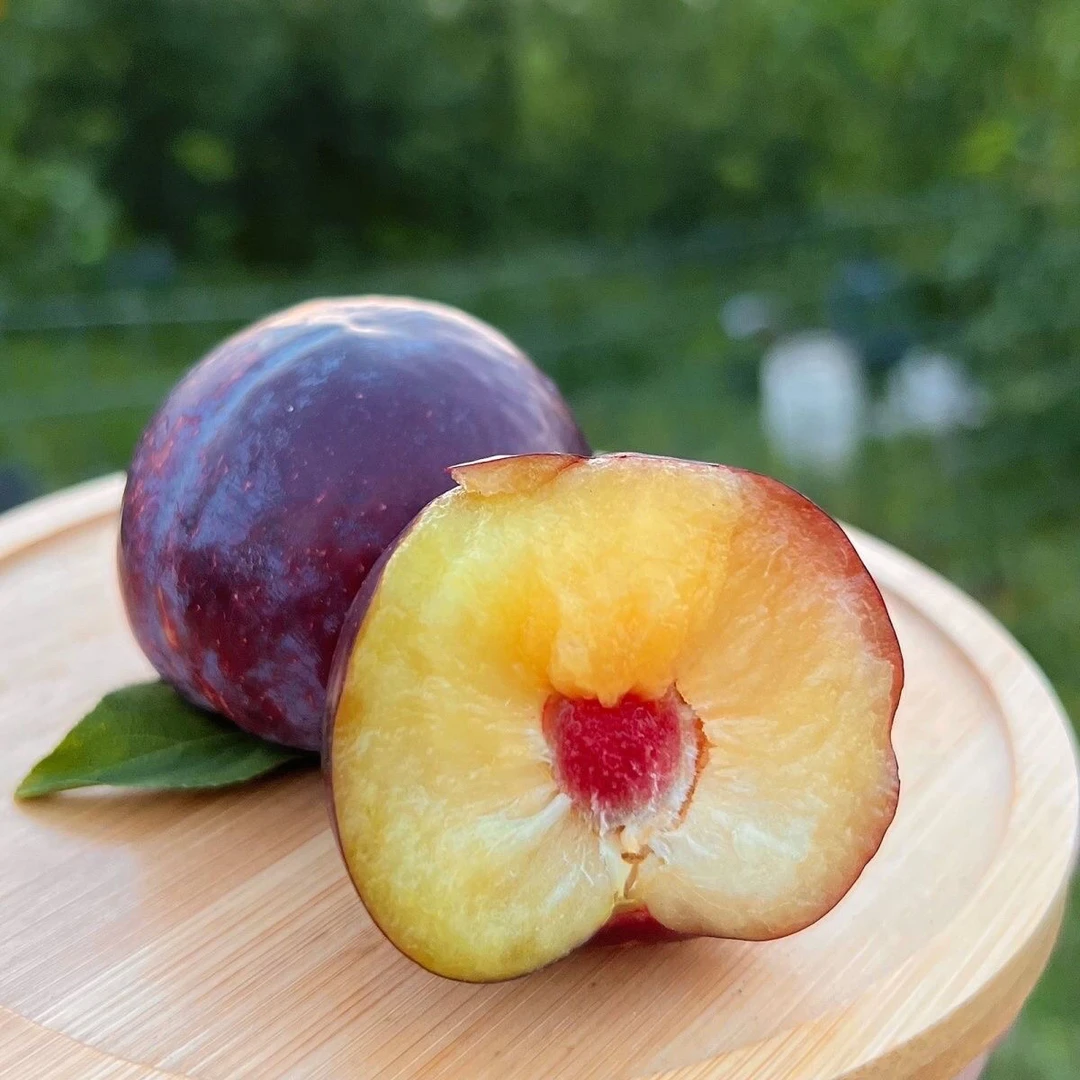 东北大李子脆红李酸甜冰脆李孕妇水果整箱