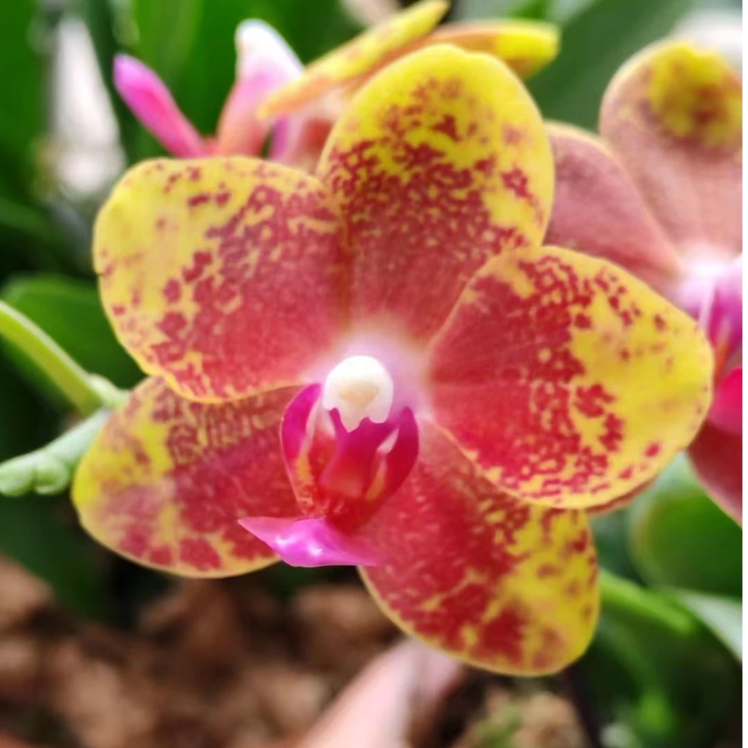 【香妃】2.8寸 室内蝴蝶兰花盆栽开花株 四季好养护绿植叶片