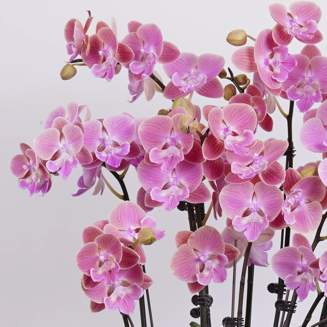 【唯美】2.8寸 室内蝴蝶兰花盆栽开花株 四季好养护绿植叶片