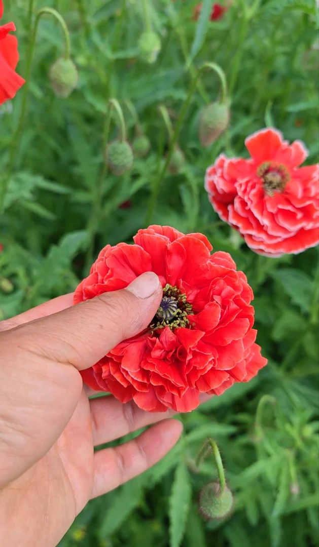 庭院花卉混色重瓣虞美人盆栽地栽