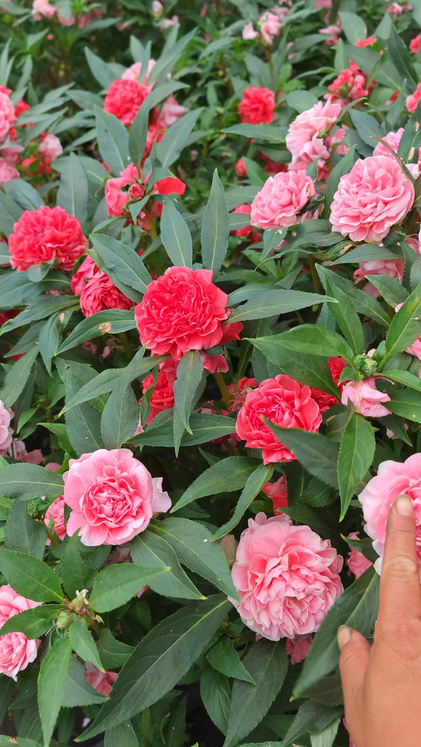 观赏花卉混色重瓣凤仙花80粒