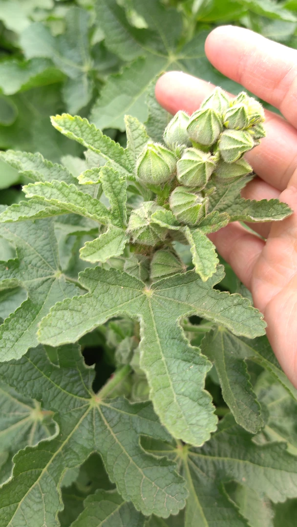 庭院花卉矮秆蜀葵盆栽地栽当年开花