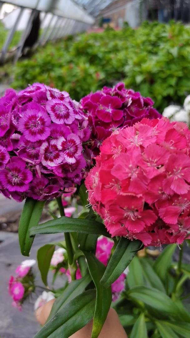 庭院花卉室内盆栽丰花品种绣球石竹美国石竹