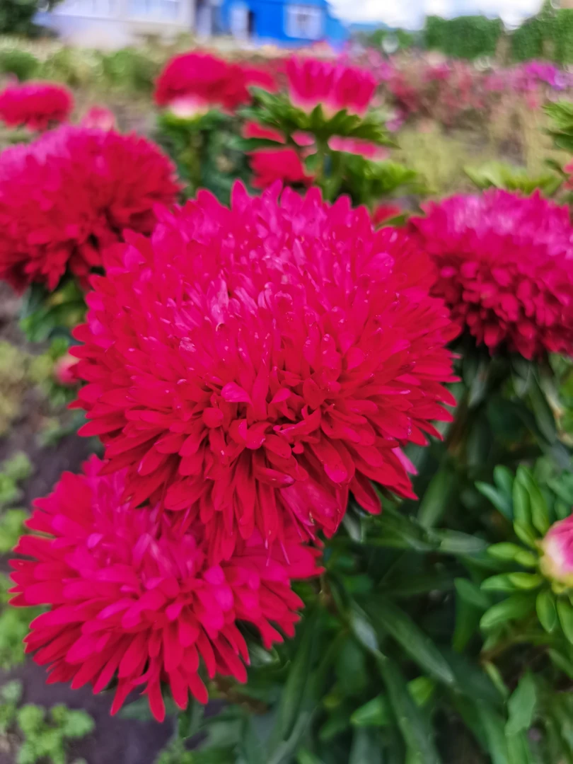 庭院花卉矮杆红色翠菊盆栽地栽