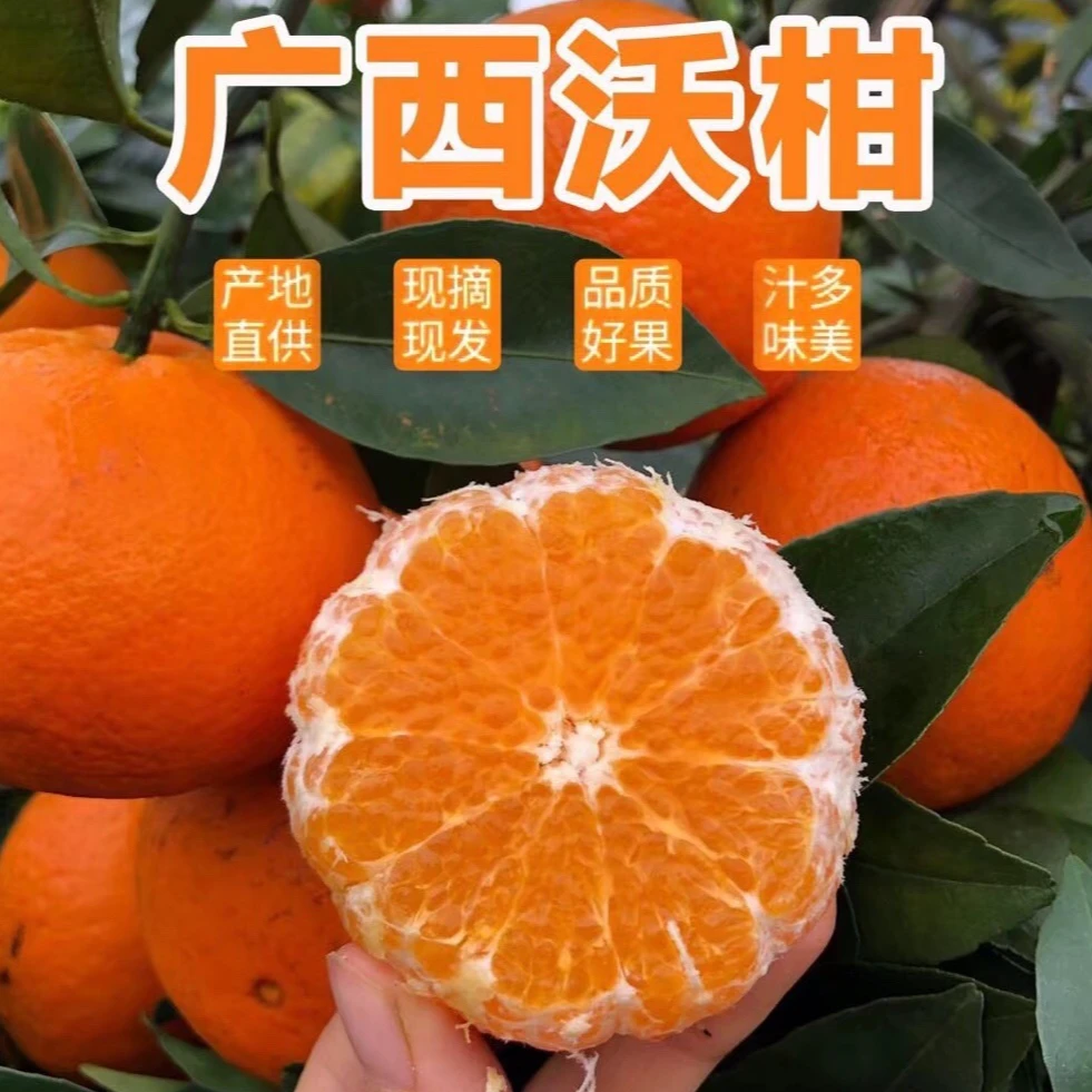 正宗广西武鸣沃柑