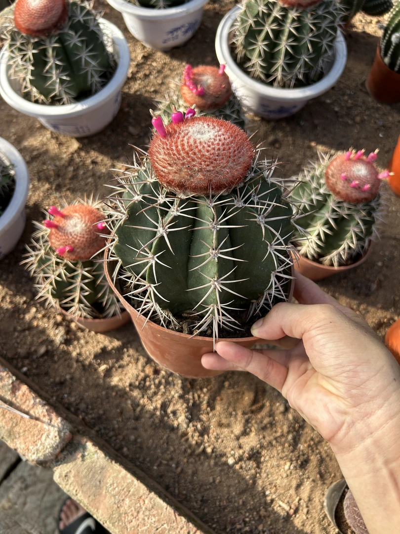 层云实生仙人球出云开花多肉植物盆栽好养绿植园艺脱盆脱土发货