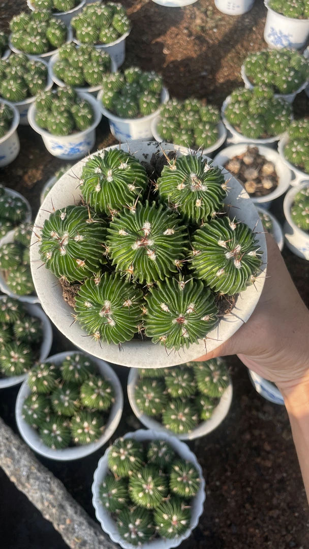 多凌玉实生组合仙人球盆栽开花植物盆景好养园艺种植带盆带土发货