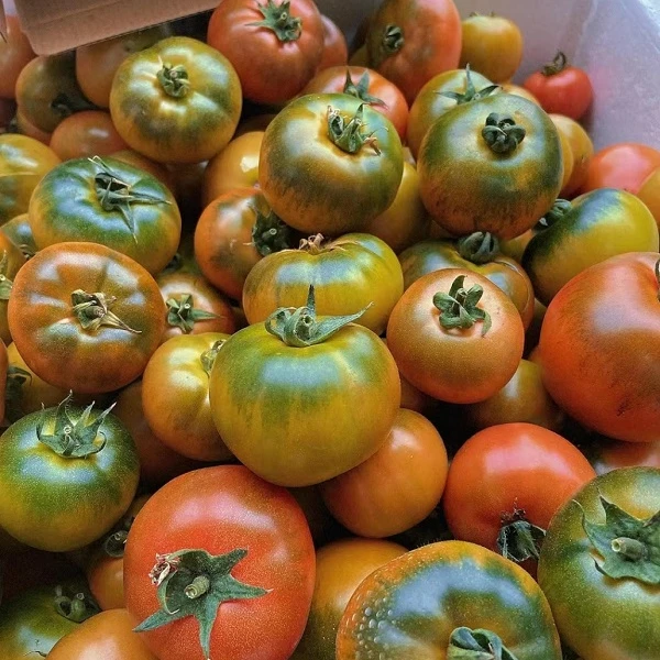 玺韵水果- 草莓柿子（2斤装）