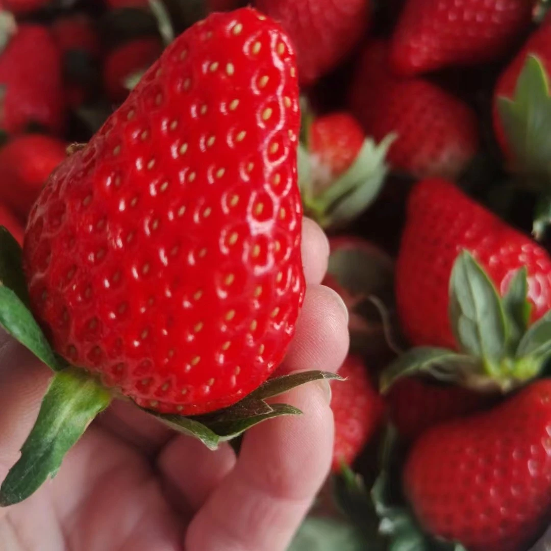 玺韵水果-甜宝香野草莓（一盆装）2斤左右其他/others中国大陆