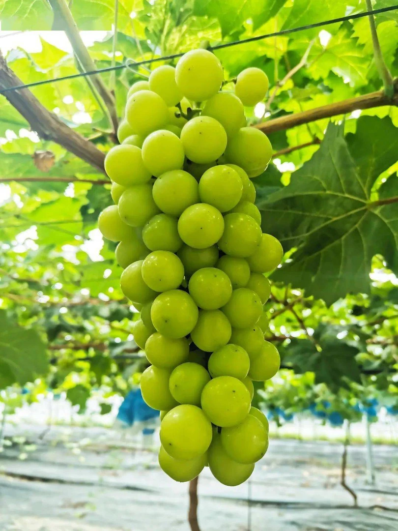 玺韵水果-晴王葡萄礼盒装