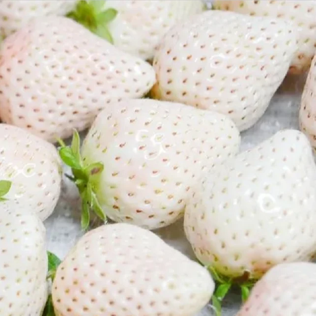 玺韵水果-白雪公主草莓(一斤装）