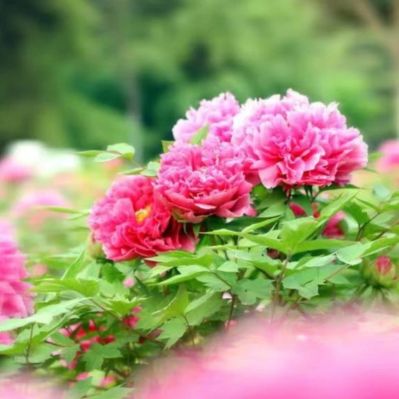 直播间链接  正宗牡丹花苗重瓣室内外庭院  菏泽发货