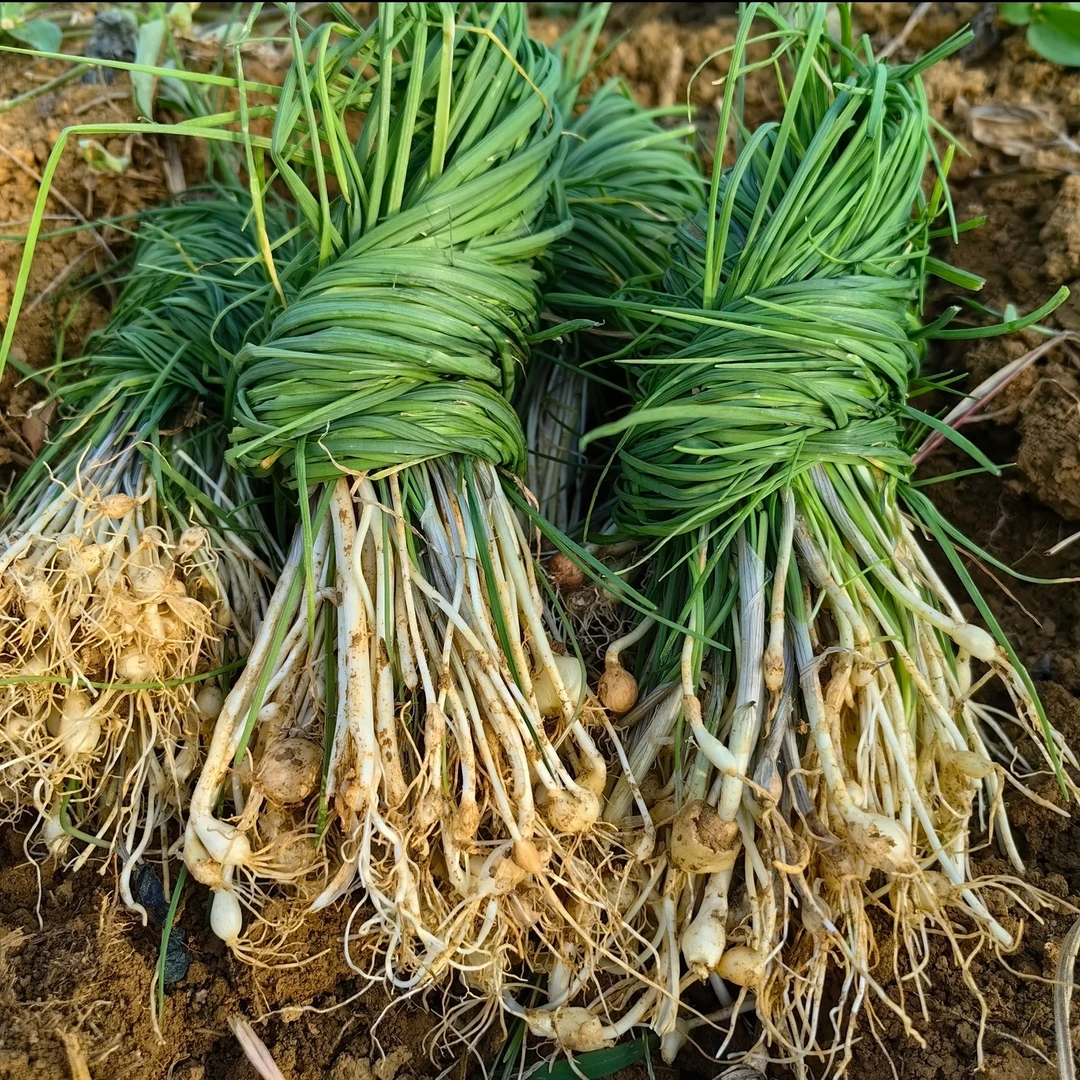 【顺丰包邮】贵州野葱现挖现发泡沫箱发货500g包邮