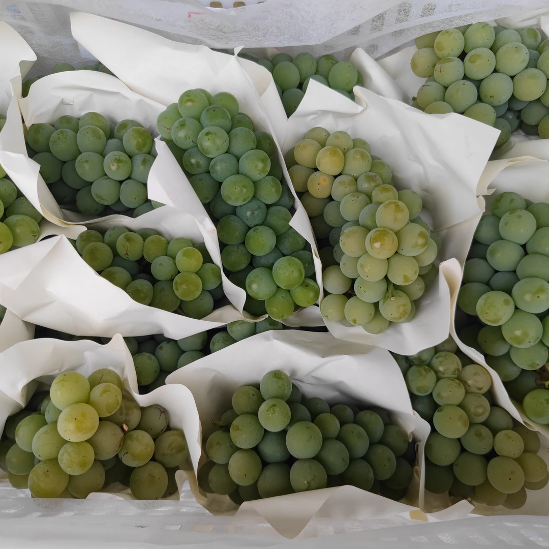 【顺丰包邮】水晶葡萄现摘发货农家青葡萄新鲜绿葡萄