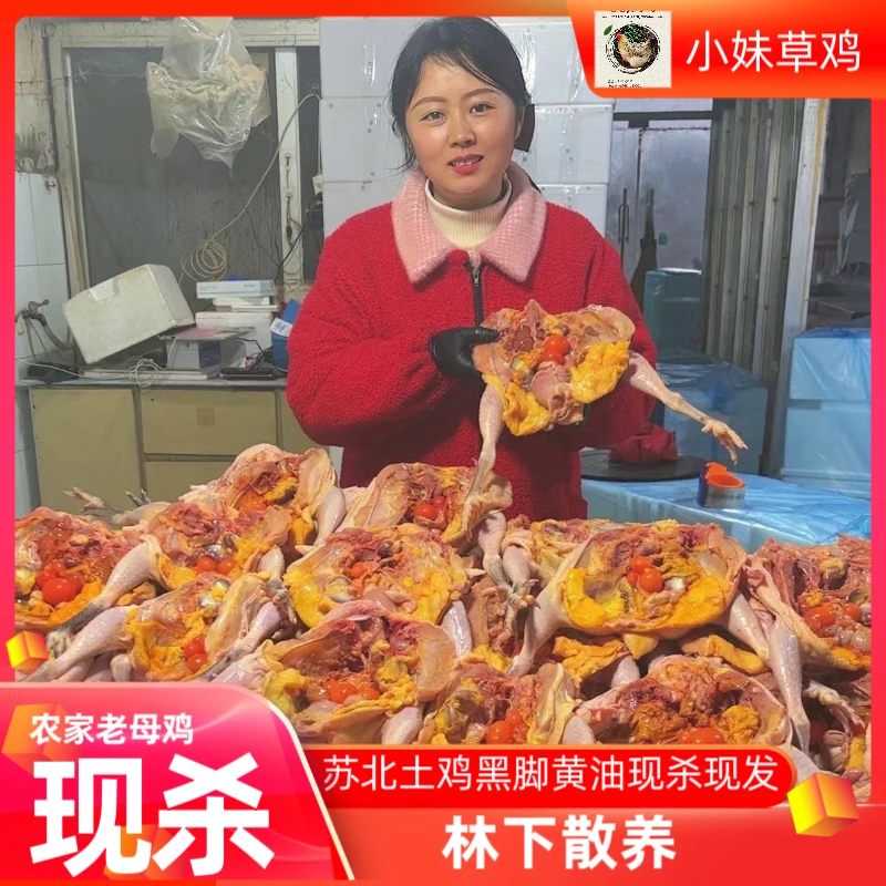 老粉回购专拍）3只苏北黑脚老母鸡 江浙沪晚以外地区到货自然缓化