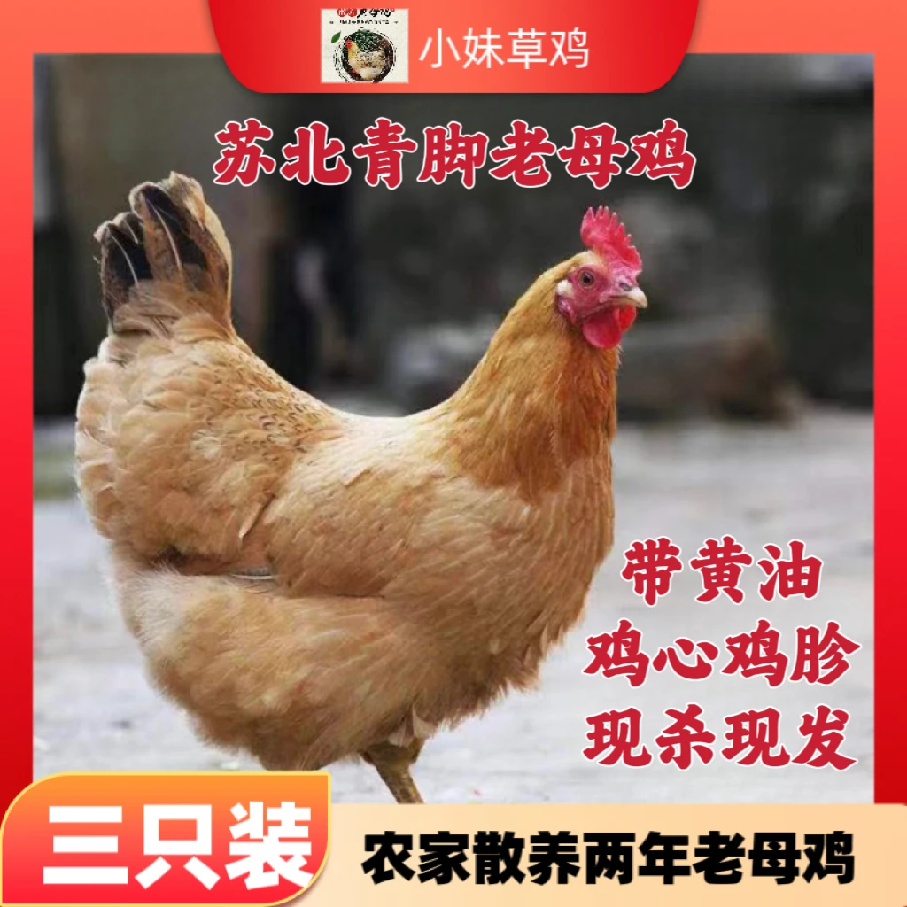 （3只）苏北黑脚老母鸡 单只净重2.0-2.7斤 顺丰冷运