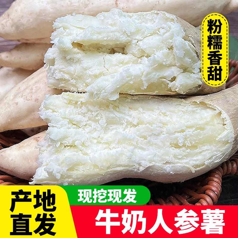 【产地直发】新鲜现挖白皮牛奶人参薯白心板栗辅食粉面粗粮地瓜红薯