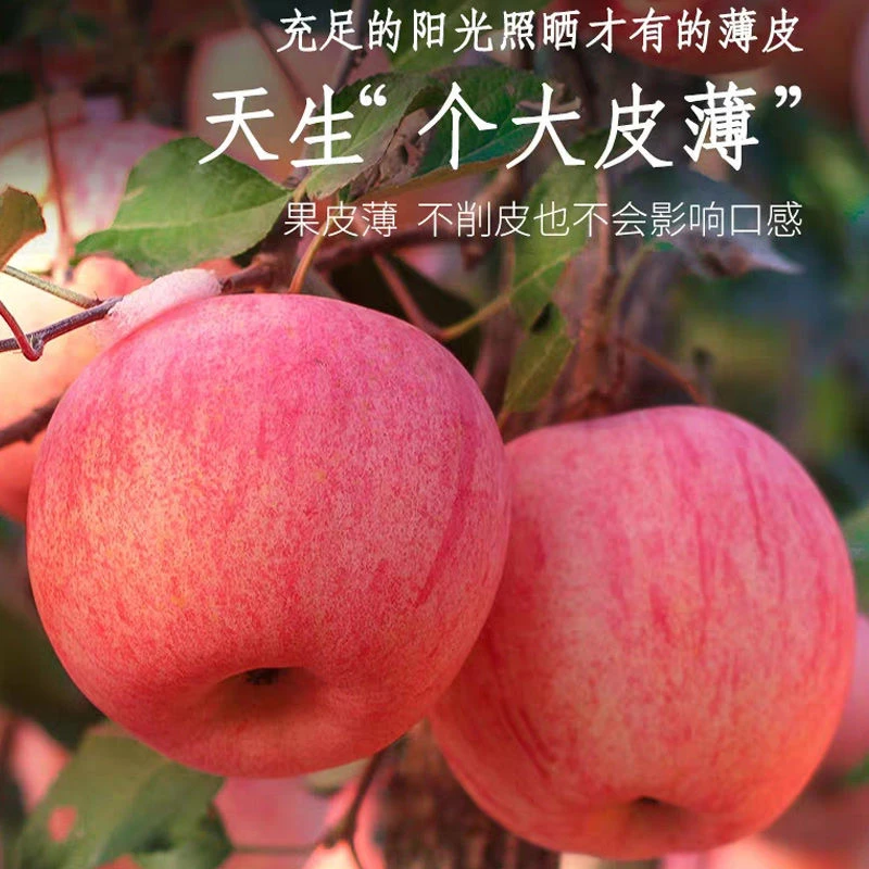 正宗烟台薄皮酥脆红富士新鲜脆甜冰糖心苹果2斤5斤10斤