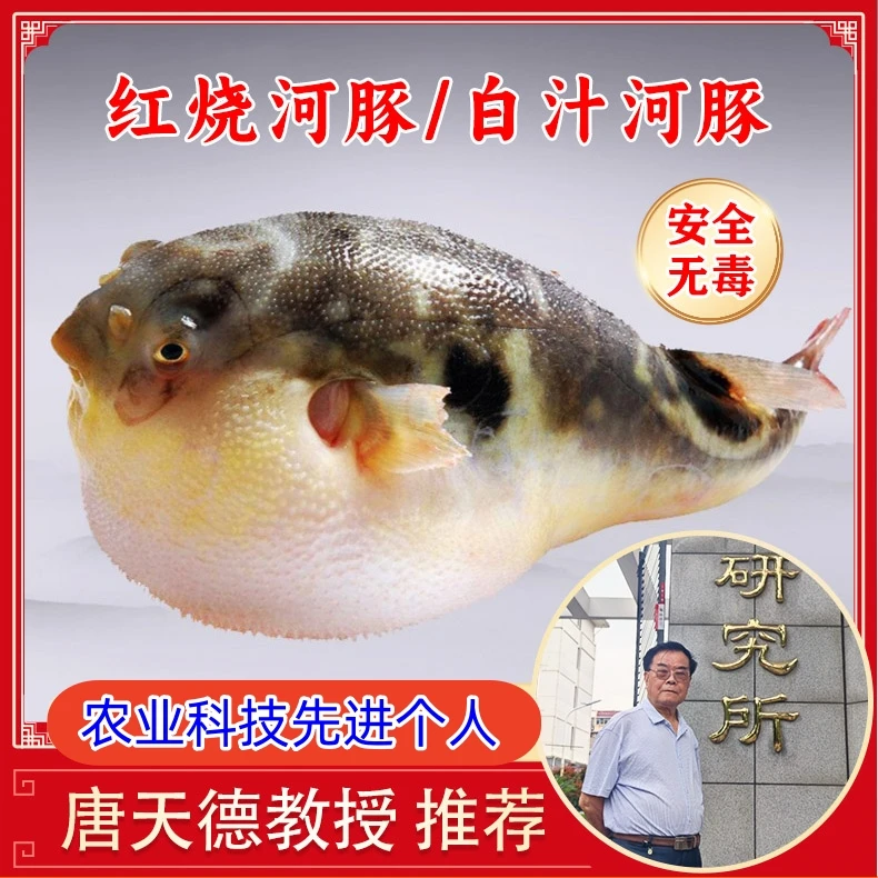 河豚鱼，红烧/白汁，每盒两条鱼，江南三鲜 维扬菜 苏菜 安全无毒