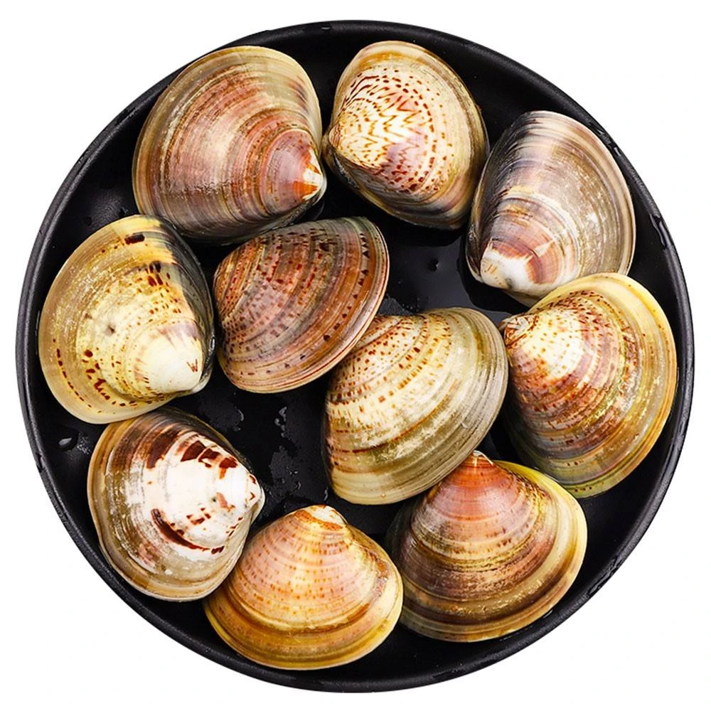 鲜活文蛤 500g一份