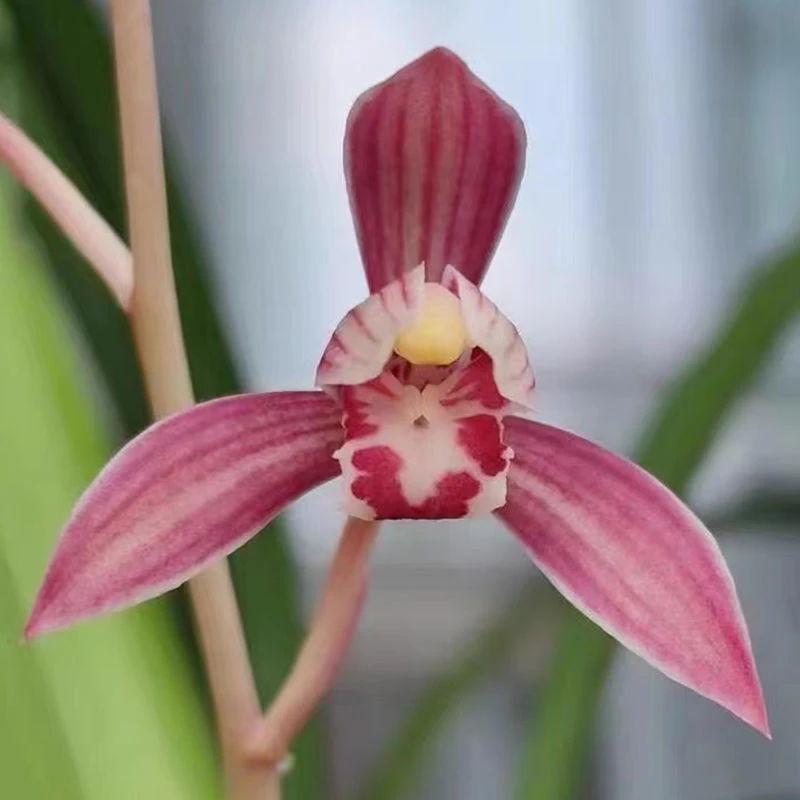 建兰老种市长红四季兰红芽浓香好养易活花卉盆栽