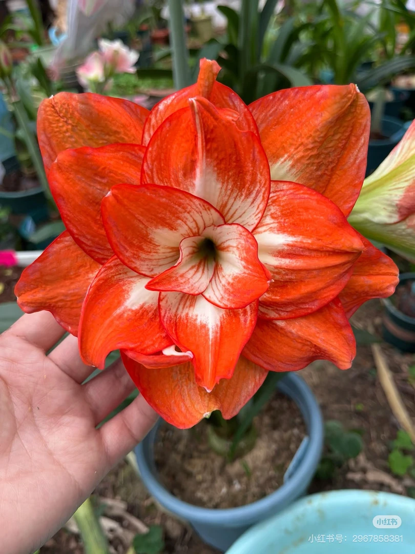 （台朱 秋）4.5-5厘米朱顶红包对版送肥料