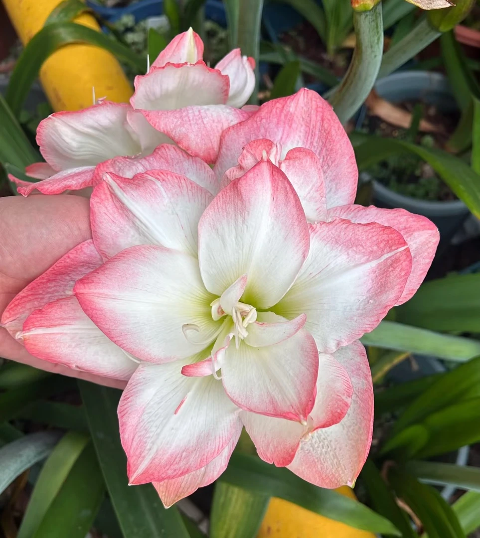 （波兰美人）4.5-5厘米朱顶红包对版送肥料