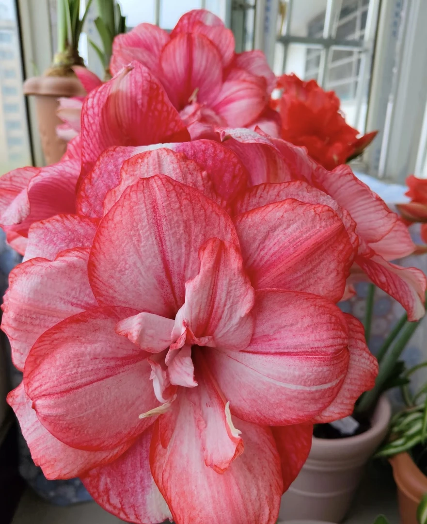 （梦幻）4.5-5厘米朱顶红自然球包对版