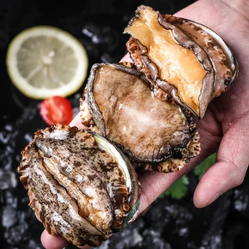 （青岛）大号海捕鲍鱼三斤带保鲜冰 顺丰发货