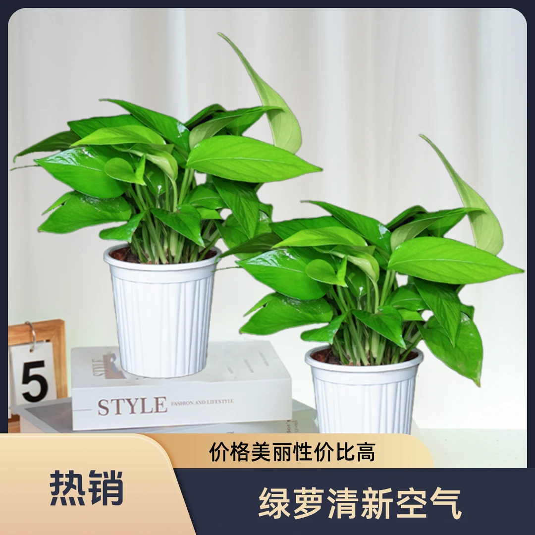 绿萝除甲醛新房办公室客厅大叶好养盆栽植物水培长藤绿萝批发发货