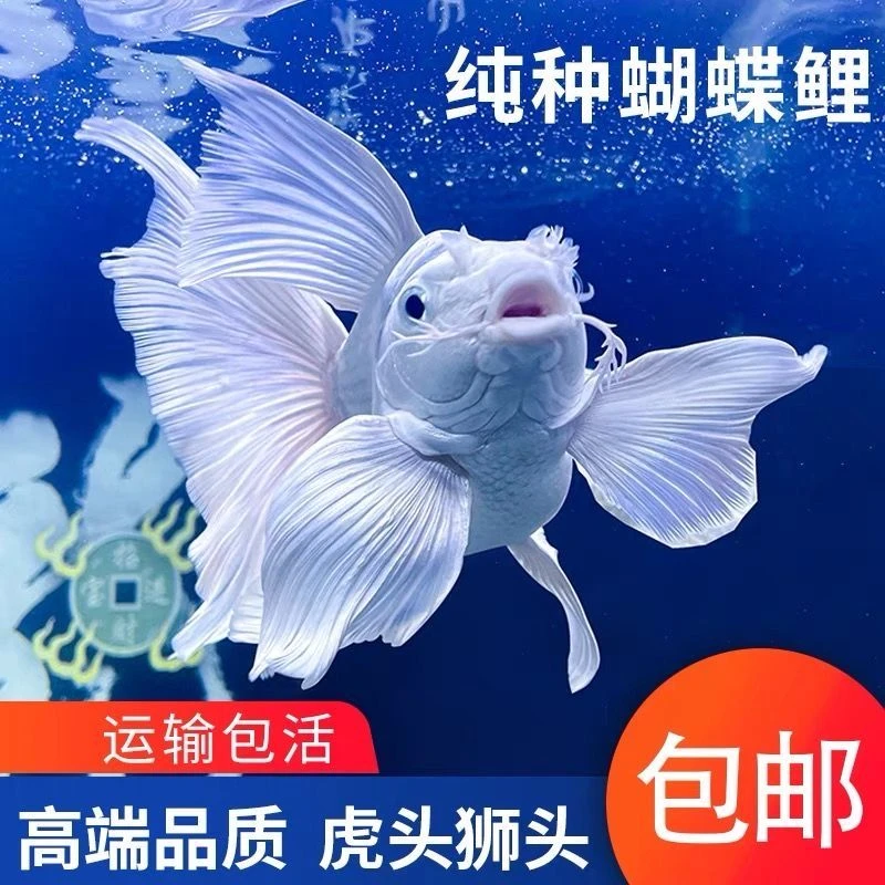 贵妃蝴蝶鲤球体短身球体普身锦鲤贵白金龙凤淡水鱼冷水观赏鱼