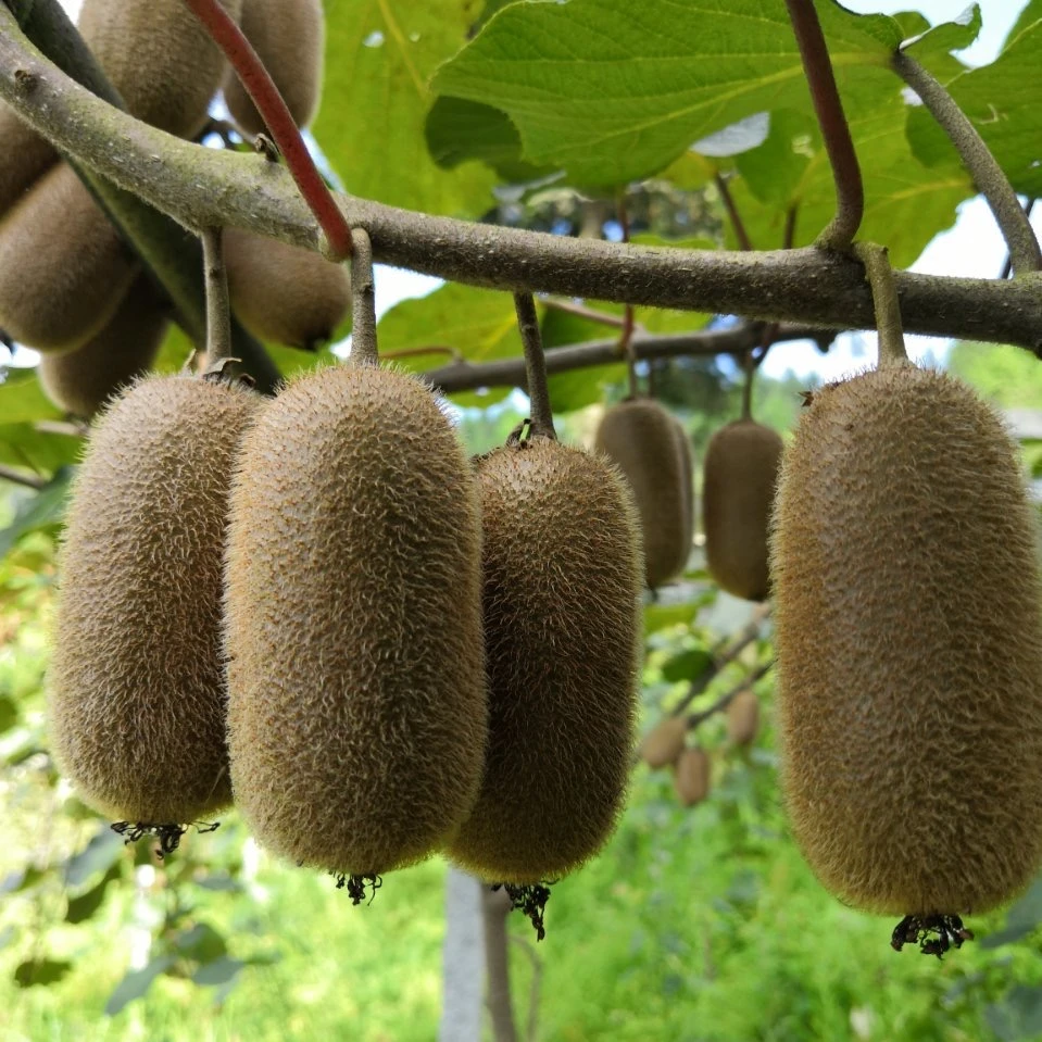 汇常来（10斤装）贵州修文贵长猕猴桃新鲜多汁中大果原产地发货包邮