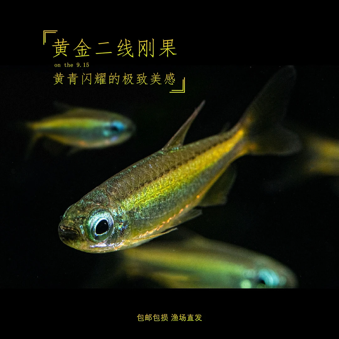 热带观赏鱼基地直播二线刚果3cm+