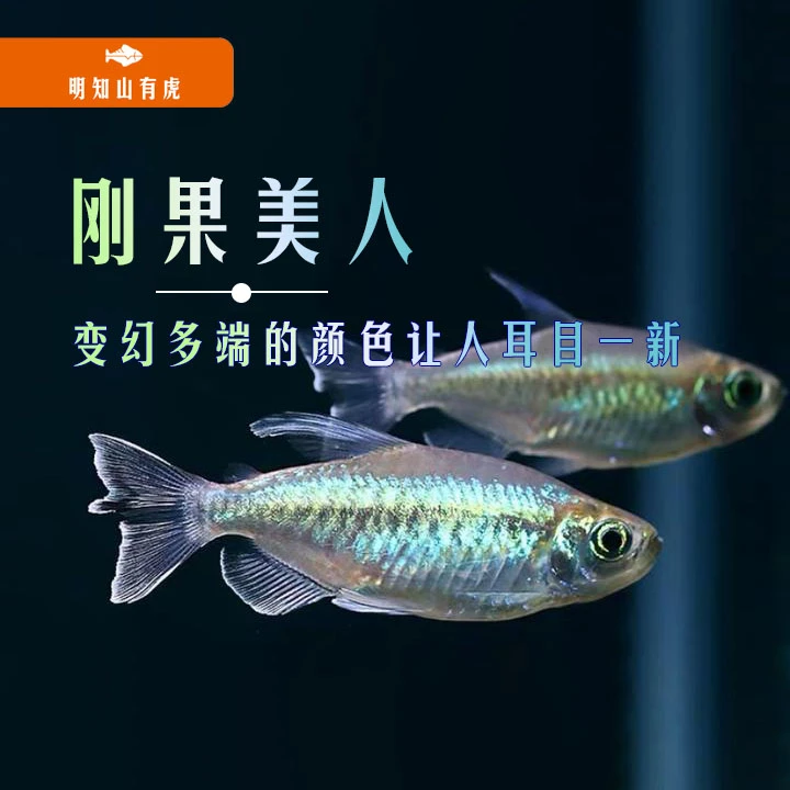 美人系列鱼直播特惠