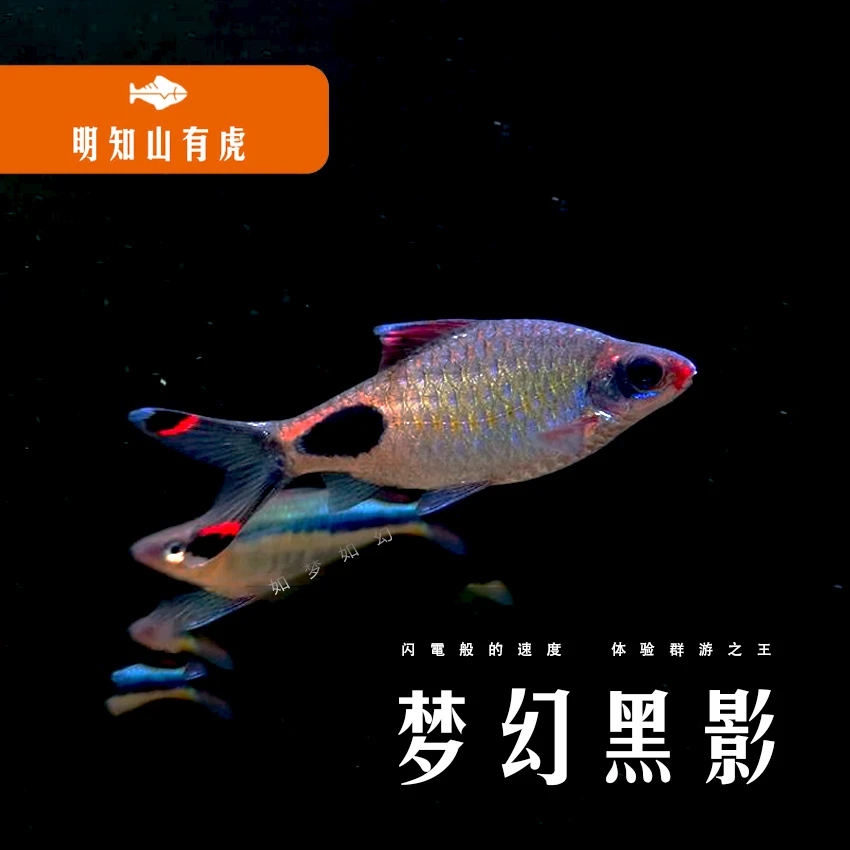 黑影道人鱼明知山有虎观赏鱼