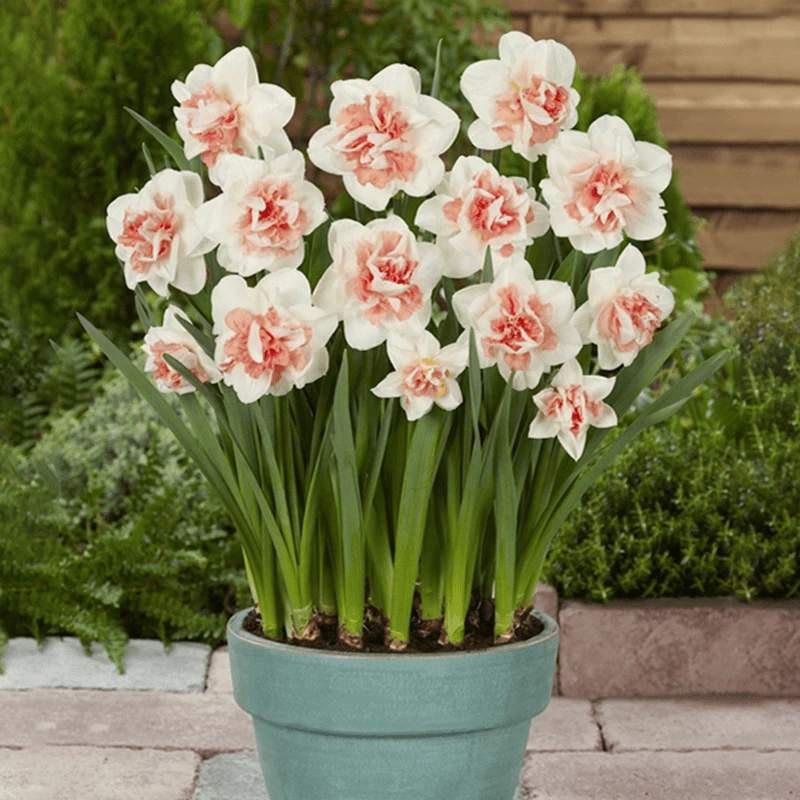 精选水仙花种球室内庭院水土培漳州水仙盆栽观赏花卉开花爆盆好养