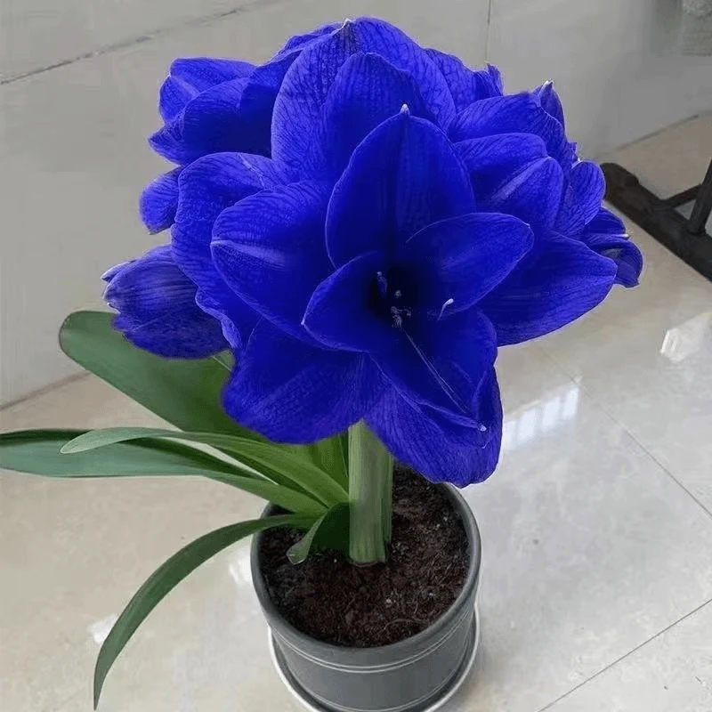 荷兰进口重瓣朱顶红种根大球双梦庭院阳台盆栽花卉四季开花植物