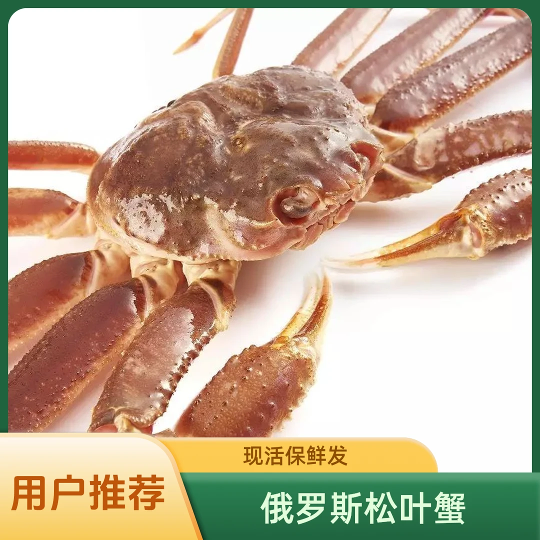 俄罗斯深海鲜活松叶蟹 三只起拍 现称现拍 保鲜不包活 顺丰发货