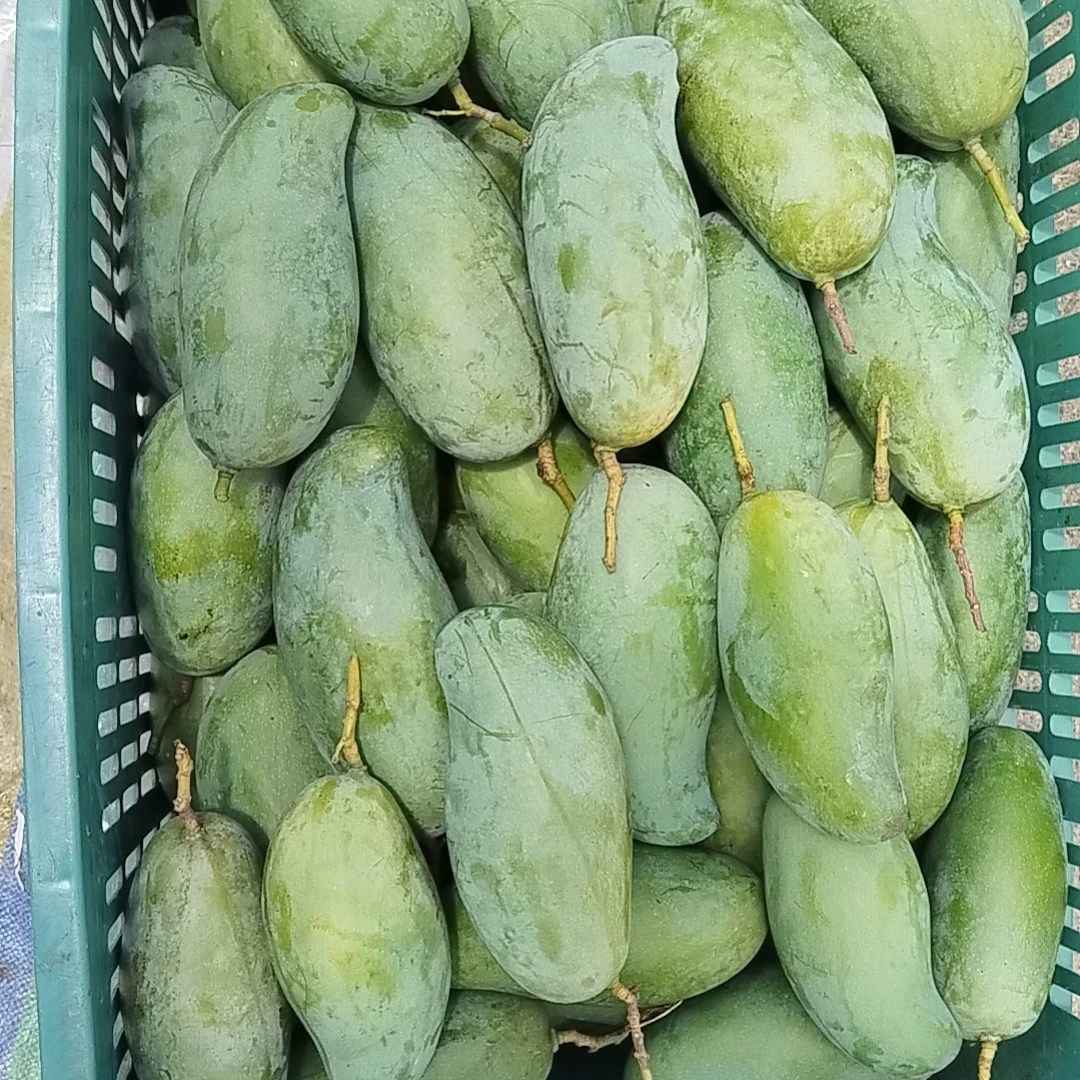 广西百色桂七芒果