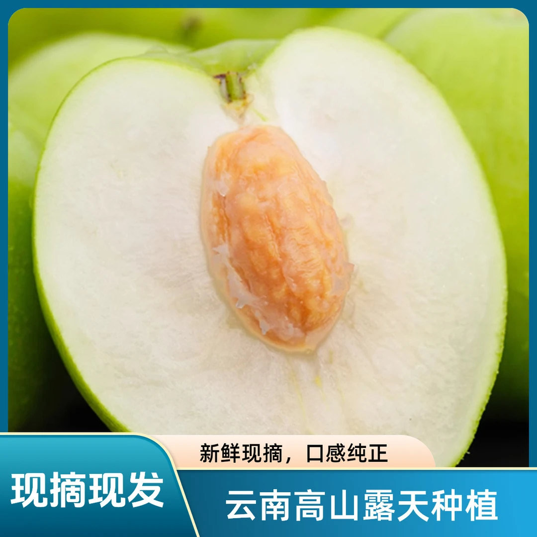 云南高山生态甜脆牛奶青枣 （黑吉辽 甘肃 海南 青海 宁夏专拍）