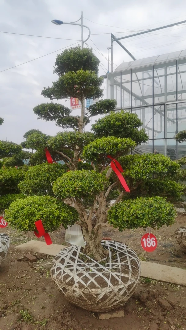 一物一拍【10-100】黄杨地景盆景 造型树造型美观 规格齐全