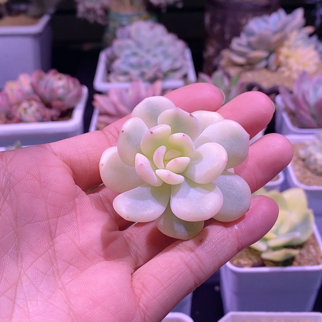 星影锦多肉植物老桩砍头