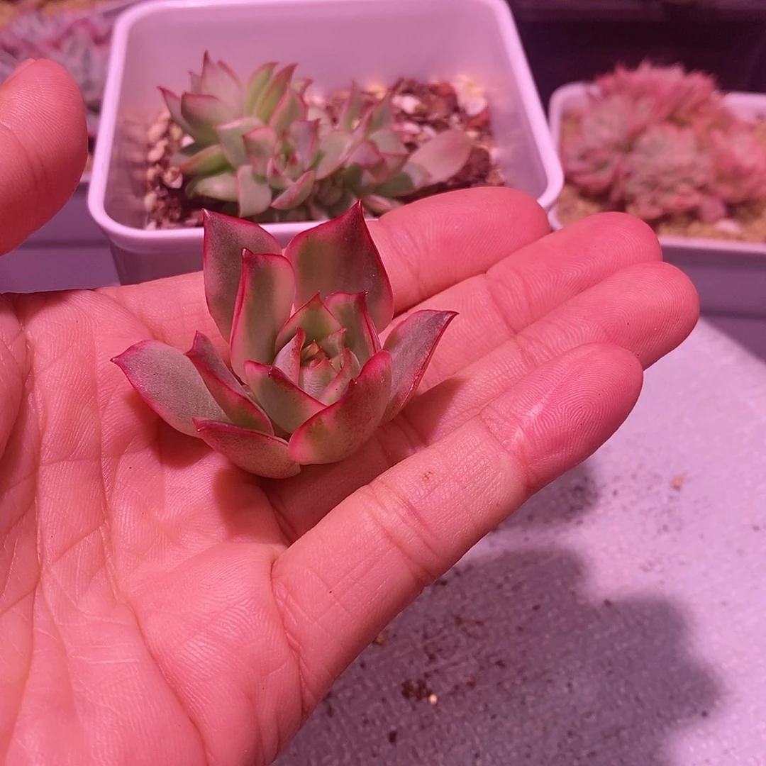 啾宝莲灯锦红灯锦多肉植物