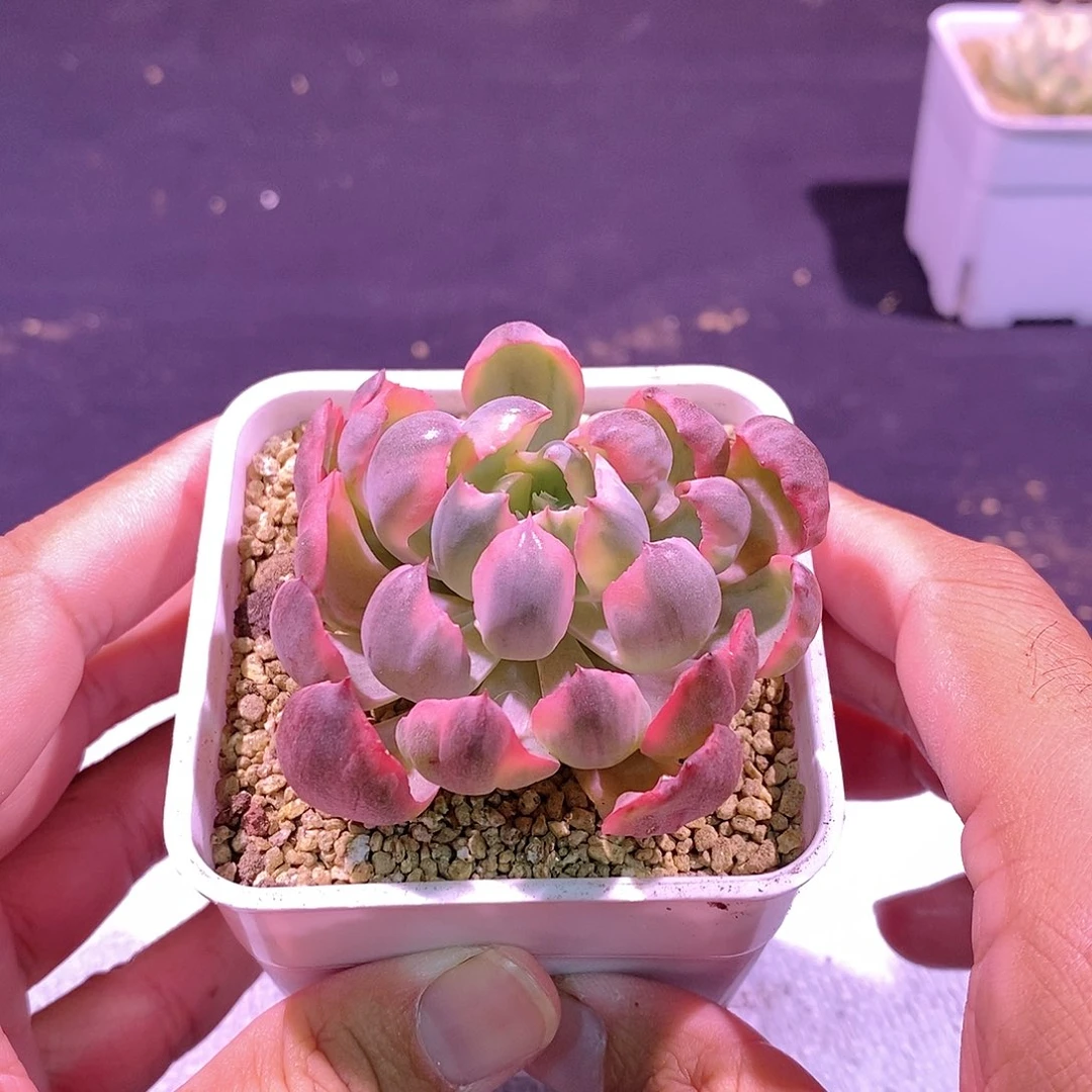 新雨滴锦多肉植物老桩