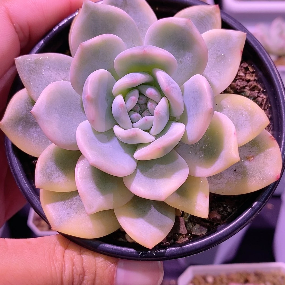 橙梦露锦多肉植物老桩