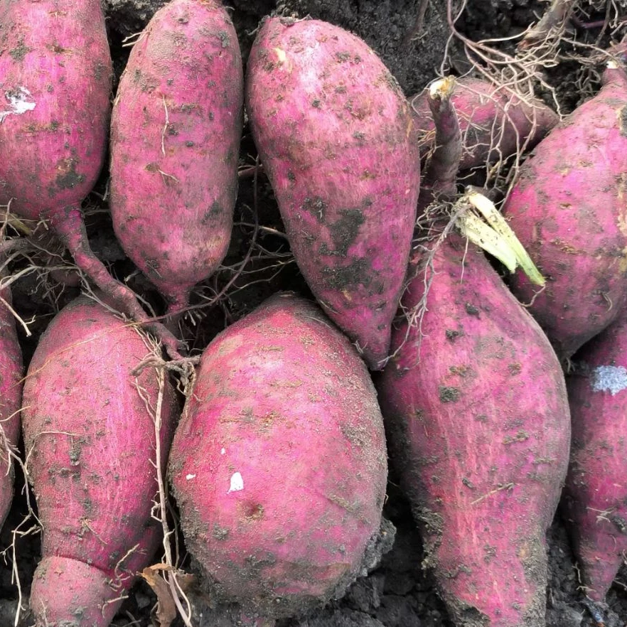 江西农家自种红薯现挖新鲜红心蜜薯