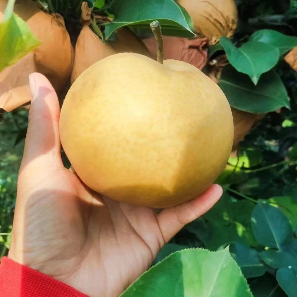 精品圆黄 自家种植 脆甜多汁