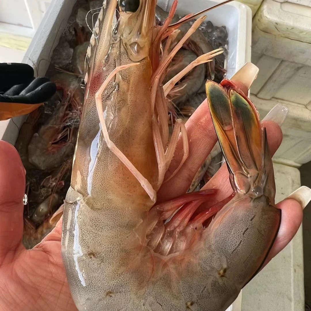 【张玲生鲜超市】天然捕捞野生白灼海水大虾冷冻美味鲜嫩